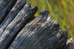 Schistocerca lineata