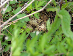 Limosa limosa