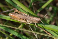 Gomphocerippus rufus