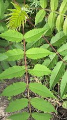 Rhus glabra
