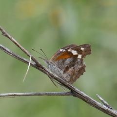 Libytheana carinenta