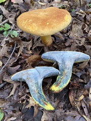 Lanmaoa pseudosensibilis