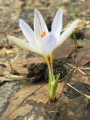 Crocus reticulatus