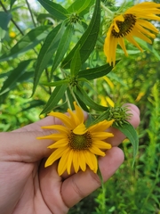 Helianthus grosseserratus