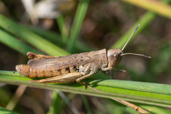 Gomphocerippus rufus