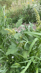 Amaranthus retroflexus