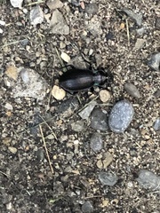 Carabus nemoralis