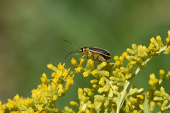 Trirhabda canadensis