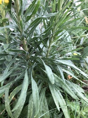 Liatris ligulistylis