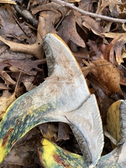 Lanmaoa pseudosensibilis