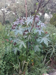 Ricinus communis