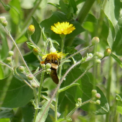 Bombus sonorus