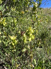 Rhinanthus minor