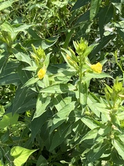 Oenothera