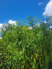 Helianthus grosseserratus