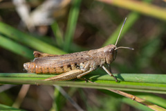 Gomphocerippus rufus