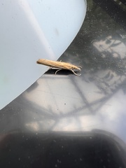 Agriphila