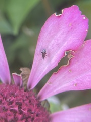 Plagiognathus obscurus