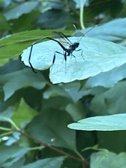 Pelecinus polyturator