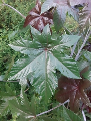 Ricinus communis
