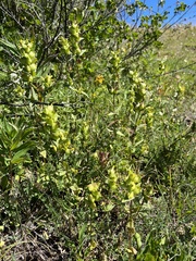 Rhinanthus minor