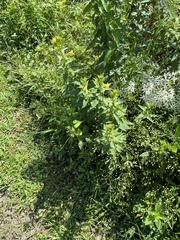 Oenothera