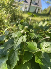 Physocarpus opulifolius