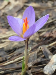 Crocus reticulatus