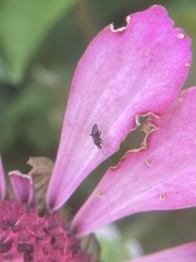 Plagiognathus obscurus