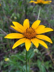 Heliopsis helianthoides