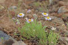 Erigeron poliospermus poliospermus