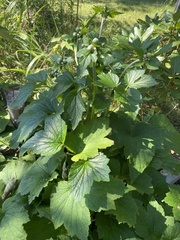 Physocarpus opulifolius