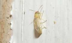 Chrysomeloidea