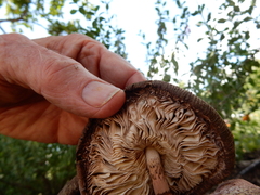 Leucoagaricus americanus