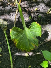 Symplocarpus foetidus