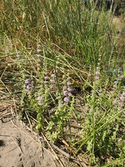 Mentha pulegium