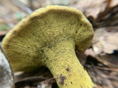 Hypomyces luteovirens