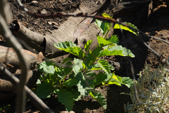 Betulaceae