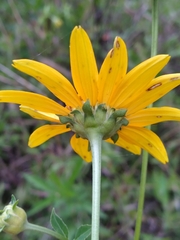 Heliopsis helianthoides