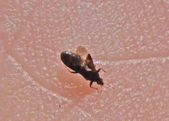 Anthocoridae
