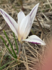 Crocus reticulatus
