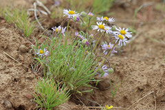 Erigeron poliospermus poliospermus