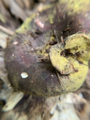 Hypomyces luteovirens