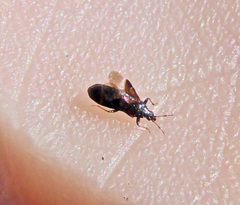 Anthocoridae