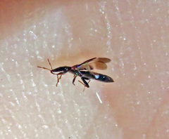 Anthocoridae