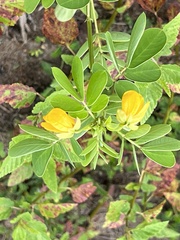 Senna obtusifolia