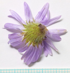 Erigeron poliospermus poliospermus