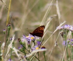 Boloria bellona