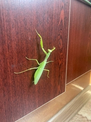 Hierodula tenuidentata