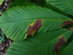 Phyllosticta sphaeropsoidea